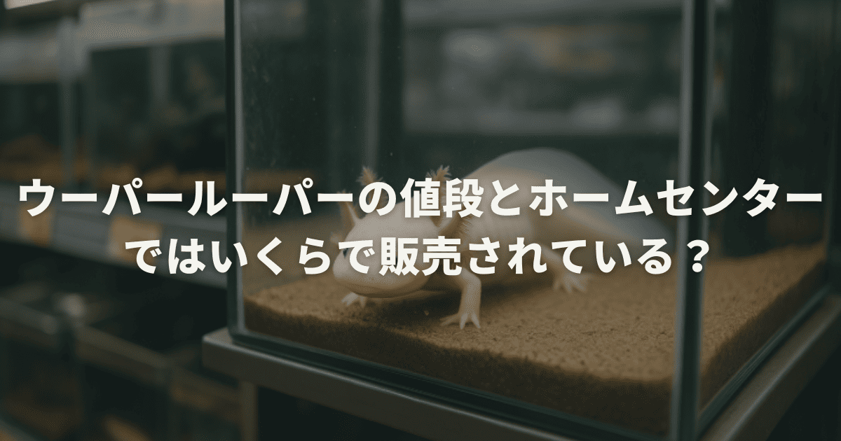 ウーパールーパーの値段とホームセンターではいくらで販売されているか紹介