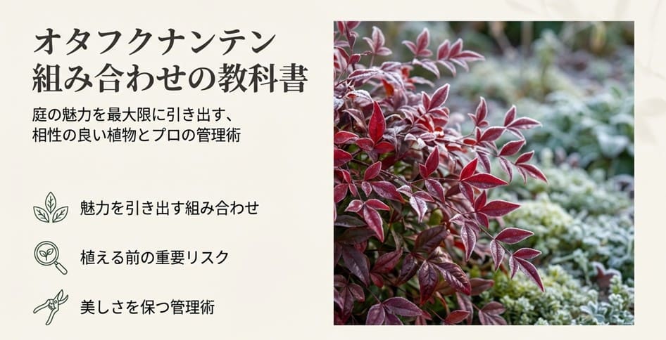 オタフクナンテンの組み合わせ！相性の良い植物や野菜との注意点