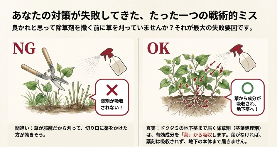 ドクダミ除草の失敗例と成功例の比較。草を刈ってから薬剤をかけるのはNG(吸収されない)、葉が茂った状態でかけるのがOK(地下茎まで届く)であることを示す図。
