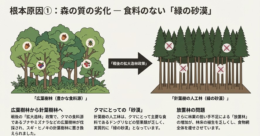 戦後の拡大造林政策により、ドングリが豊富な広葉樹林が伐採され、食料の乏しい針葉樹の人工林（緑の砂漠）に置き換わった経緯を示すイラスト 。