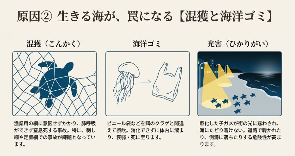 漁網に絡まるウミガメ、クラゲとビニール袋の比較、街灯に向かう子ガメのイラスト。混獲や誤飲、光害による危険性を説明している。