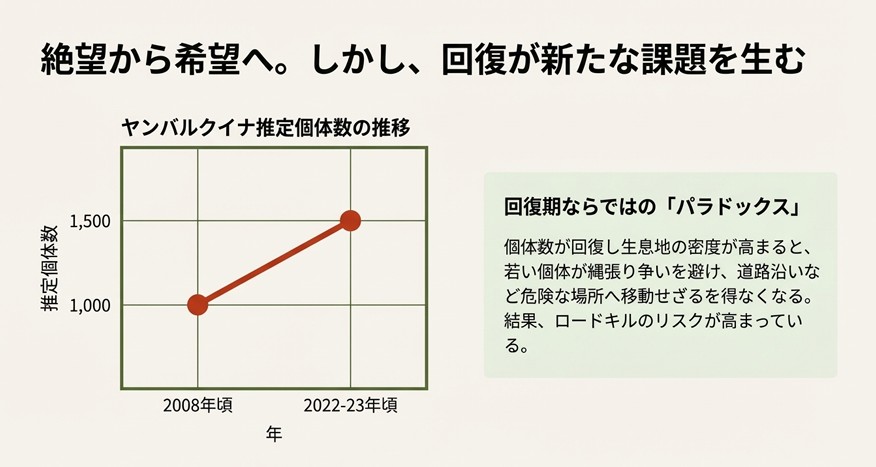 2008年から2023年にかけてのヤンバルクイナ推定個体数の増加グラフと、回復期に起きるロードキルリスクのパラドックス