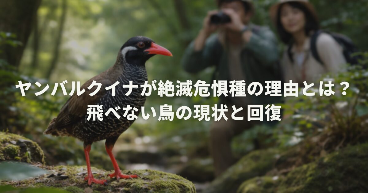 ヤンバルクイナが絶滅危惧種の理由とは?飛べない鳥の現状と回復