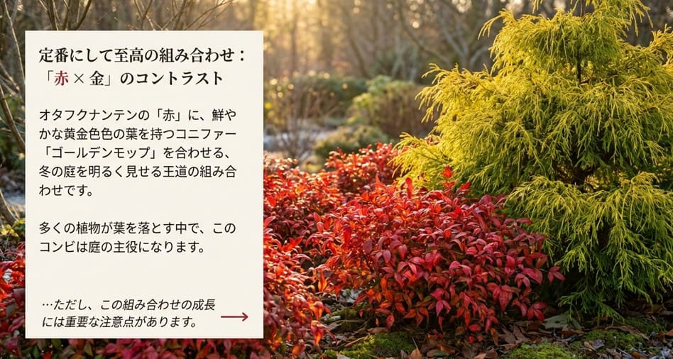 赤いオタフクナンテンと黄金色のコニファー・ゴールデンモップを組み合わせた、冬の庭を明るくする配色のイメージ図。