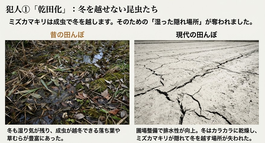 湿り気が残る昔の田んぼと、冬に乾燥する現代の田んぼを比較し、ミズカマキリの越冬場所が失われた様子を解説した図。