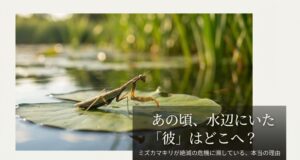 ミズカマキリは絶滅危惧種？神奈川で絶滅した理由や生息地を解説