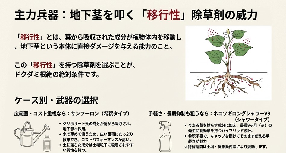移行性除草剤(サンフーロンやネコソギなど)のメカニズム。葉から吸収された成分が茎を通って地下茎の先端まで届き、全体を枯らす様子の図解。