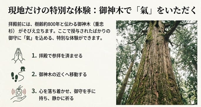 三峰神社の御神木(重忠杉)の前で氣守に氣をいただくための参拝ステップのイラスト