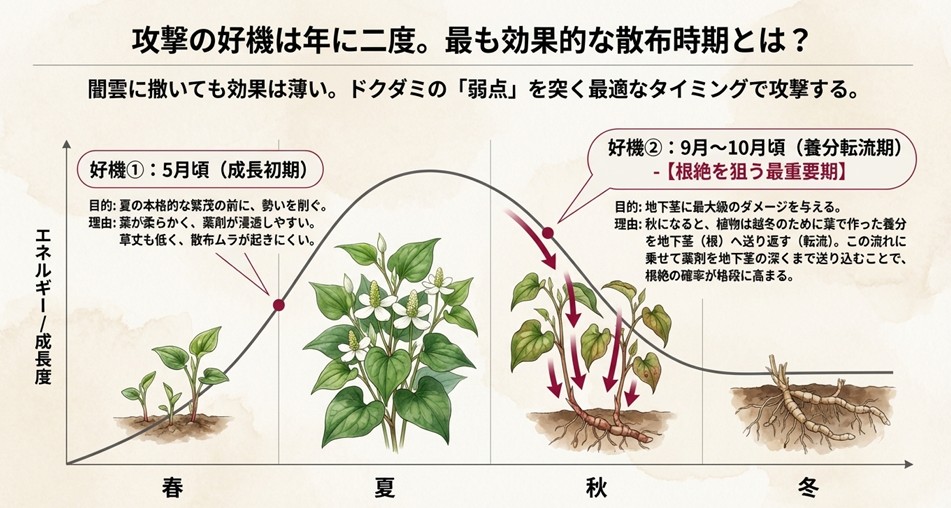 ドクダミへの攻撃の好機を示す図。5月頃の成長初期は勢いを削ぐため、9月〜10月の養分転流期は地下茎へのダメージを最大化して根絶するために適していることを説明。