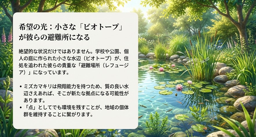 学校や庭のビオトープがミズカマキリの避難場所（レフュージア）となり、飛来して生息地となる可能性を示したイメージ図。