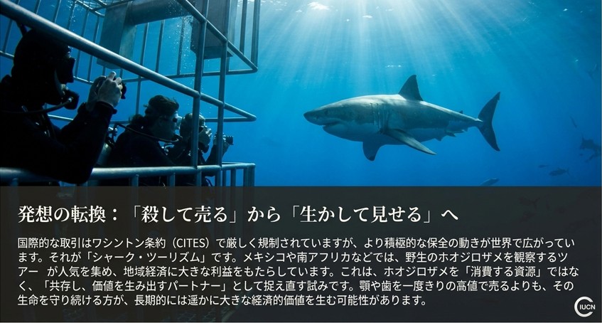 サメを資源として消費するのではなく、観光パートナーとして共存する保全の考え方。