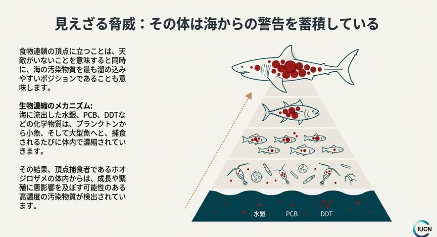 海洋生態系のピラミッド図。プランクトンから大型魚へ、水銀やPCBなどの汚染物質がホオジロザメの体内で高濃度に蓄積される様子。