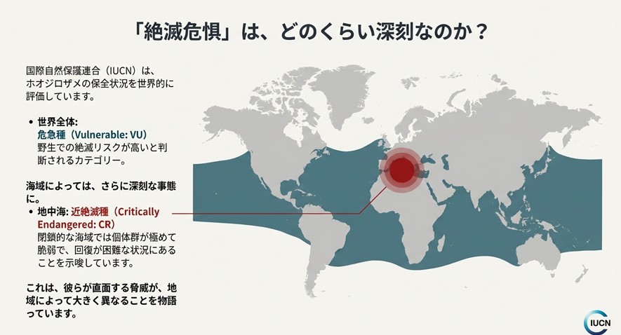 国際自然保護連合(IUCN)による評価。世界全体では危急種(VU)、地中海では近絶滅種(CR)に指定されている解説図。