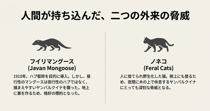 1910年に導入されたフイリマングースと、野生化したノネコがヤンバルクイナを捕食する様子の解説図