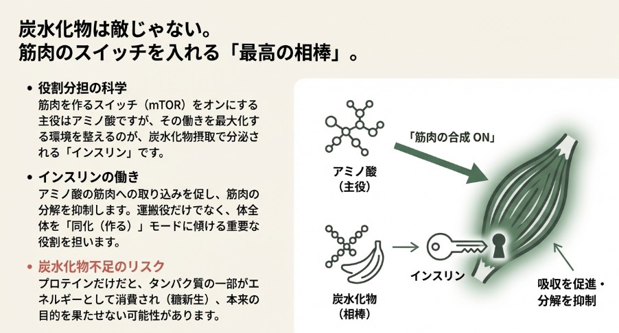 アミノ酸を「主役」、炭水化物(インスリン)を「相棒」と定義した相関図。筋肉の分解抑制と合成促進のメカニズム 。