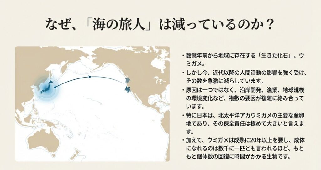 日本と北米を結ぶ北太平洋の地図とウミガメのイラスト。日本が重要な産卵地であることや、減少には複合的な要因があることを解説している。