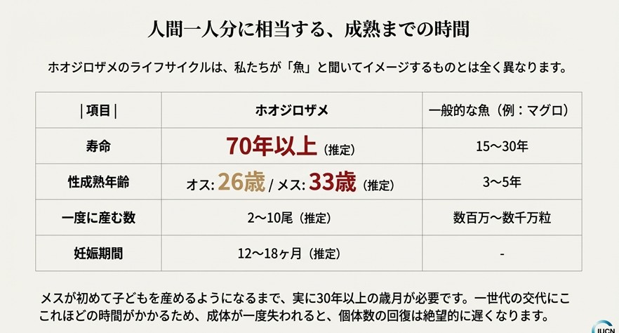 ホオジロザメとマグロの寿命、成熟年齢、産子数の比較データ。人間一人分に相当する成熟までの長い時間を図示。