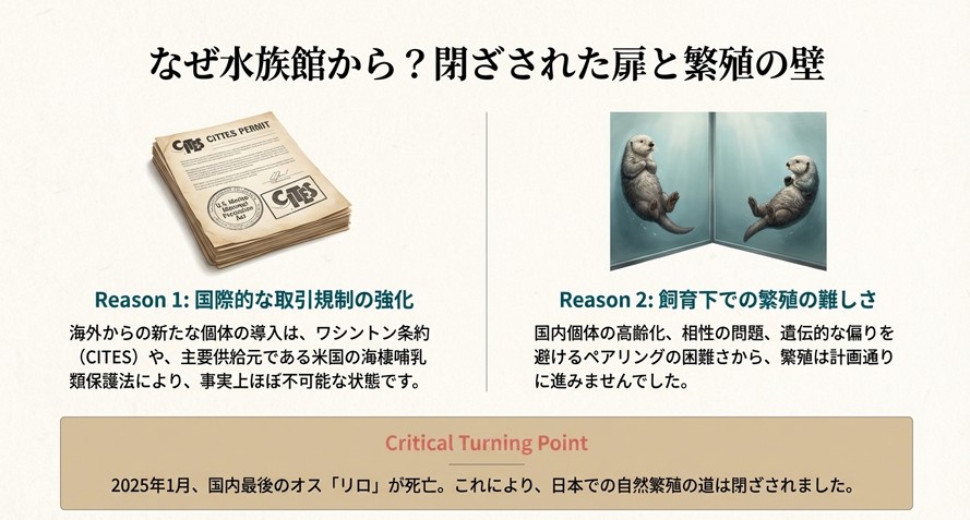 ワシントン条約(CITES)の許可証のイメージと、国内最後のオス「リロ」の死亡により自然繁殖が困難になった現状を示すスライド