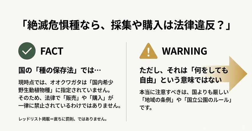 「絶滅危惧種なら採集や購入は法律違反?」という問いに対する回答スライド。現在は国内希少野生動植物種に指定されていないため一律禁止ではないが、地域のルールを守る必要があることを解説。