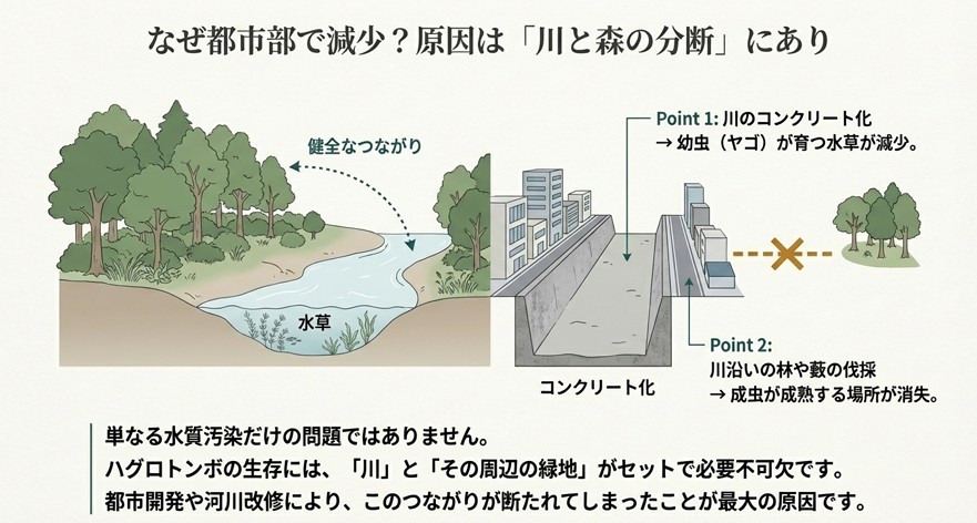健全な自然環境とコンクリート護岸された川を比較し、ハグロトンボの生息に必要な「水草」と「周辺の森」の関係を解説したイラ
