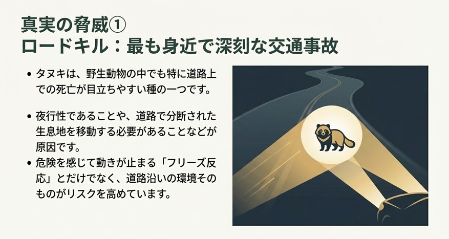 夜間の道路で車のヘッドライトに照らされるタヌキのイラスト。夜行性の生態や生息地の分断により、交通事故(ロードキル)が深刻な脅威であることを解説。