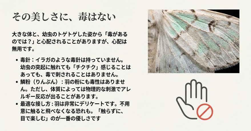 オオミズアオには毒針や毒鱗粉がないことを説明し、触らずに目で楽しむことを推奨するイラスト