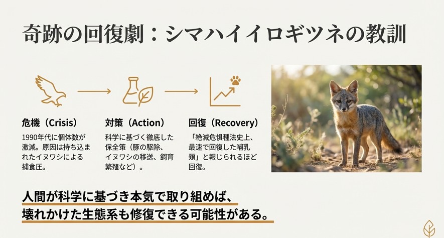 カリフォルニア・チャンネル諸島のシマハイイロギツネの写真。危機から対策を経て回復に至ったプロセスの解説図。