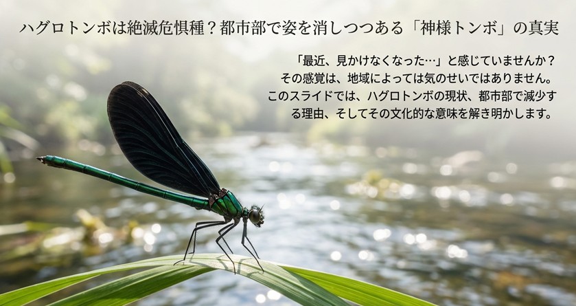 水辺に佇むハグロトンボの写真と、都市部で減少している現状について問いかけるスライド資料