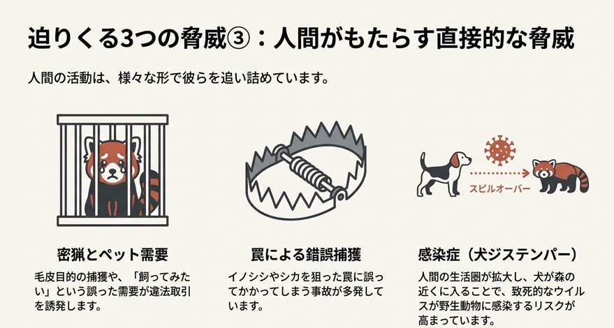 気温上昇によりレッサーパンダが標高の高い場所へ追いやられ、最終的に山頂で逃げ場を失う「エスカレーター絶滅」の様子と、主食である竹への影響を示した図解。