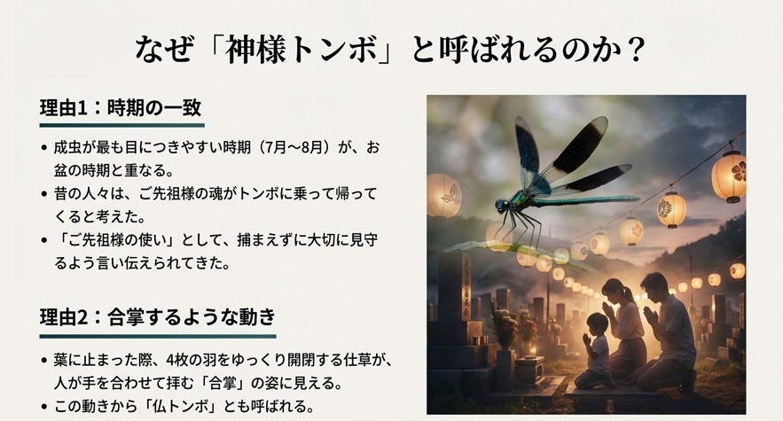 お盆の提灯と墓参りをする家族のイラストに重ねて、ハグロトンボが神様の使いや仏トンボとされる理由を解説したスライド
