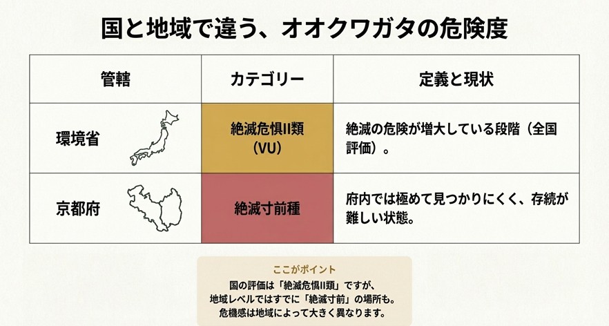 オオクワガタの絶滅危惧ランク比較表。環境省は「絶滅危惧II類(VU)」だが、京都府では「絶滅寸前種」と評価されており、地域によって危機感が異なることを示すスライド。